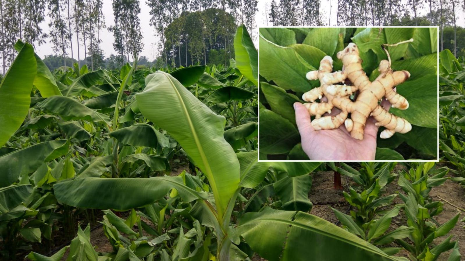 Rudra Brothers Amba Haldi - Jangli Haldi - Curcuma Aromatica - Wild Turmeric - Amba Haldi Whole (1 kg)