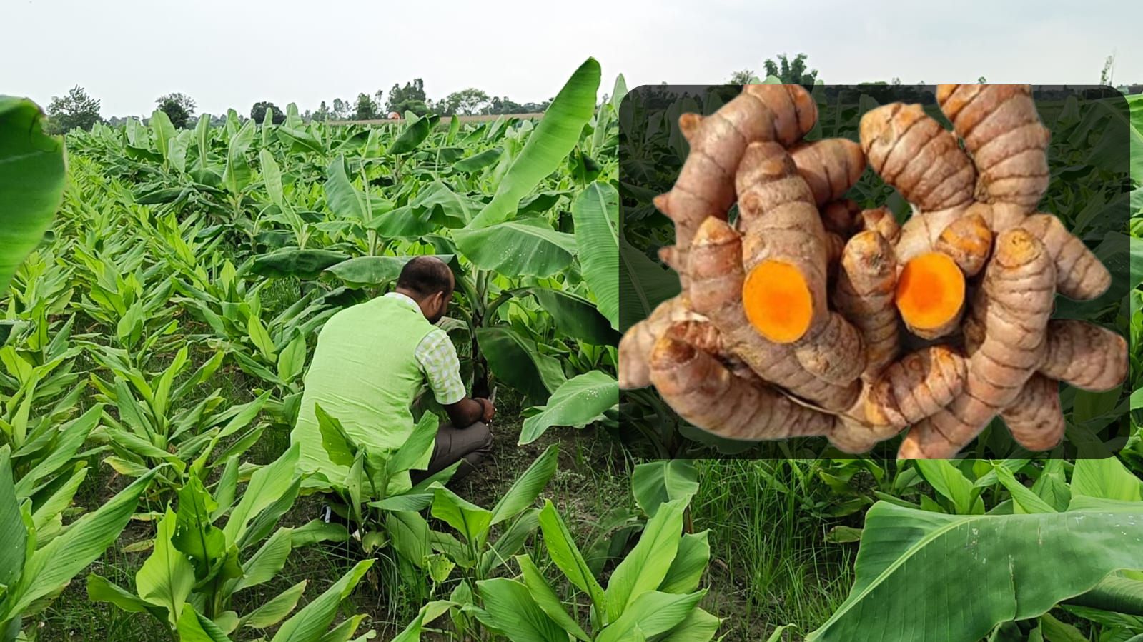 Rudra Brothers KACCHI HALDI FRESH ROOTS RAW TURMERIC 100% NATURAL IMMUNITY BOOSTER TURMERIC (Curcuma longa 7-12%) (1Kg))