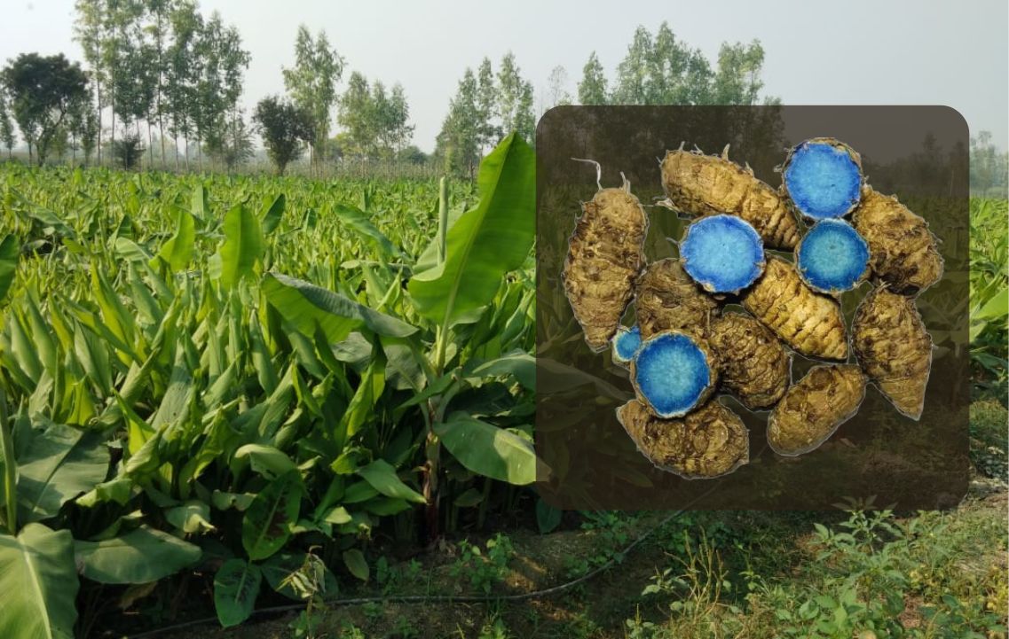 Rudra Brothers Kali Haldi Or Black Turmeric | Raw And Natural |