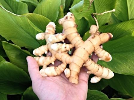 Rudra Brothers Amba Haldi - Jangli Haldi - Curcuma Aromatica - Wild Turmeric - Amba Haldi Whole (1 kg)